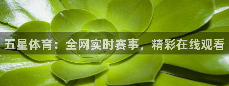 nba直播吧jrs直播：五星体育：全网实时赛事，精彩在线观看